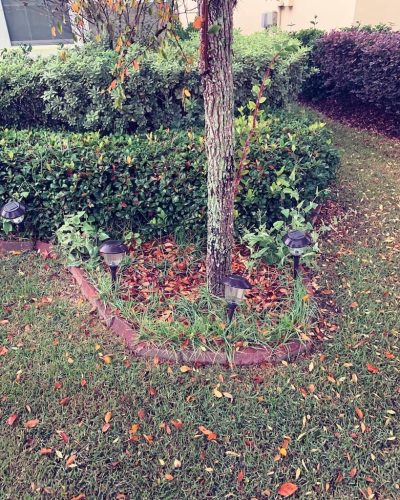 Top-Lawn-Pros-Lawn-Services-Riverview-Fl-025