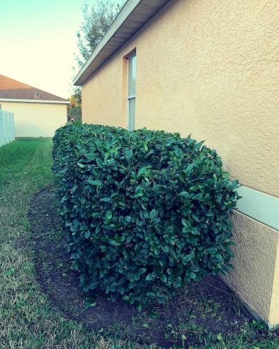 Top-Lawn-Pros-Lawn-Services-Riverview-Fl-035