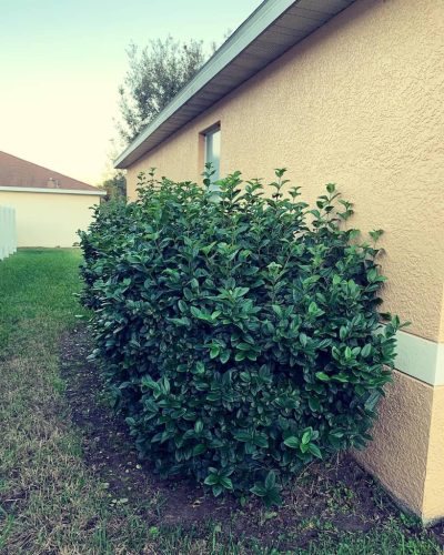 Top-Lawn-Pros-Lawn-Services-Riverview-Fl-036