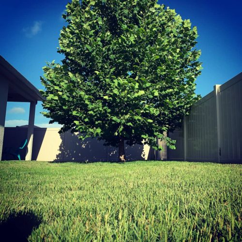 Top-Lawn-Pros-Lawn-Services-Riverview-Fl-041