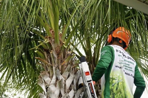 Top-Lawn-Pros-Lawn-Services-Riverview-Fl-056