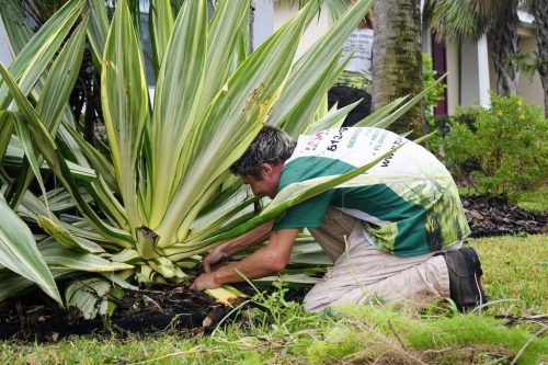 Top-Lawn-Pros-Lawn-Services-Riverview-Fl-070