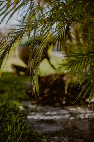 areca-palms-Apollo-Beach-Fl