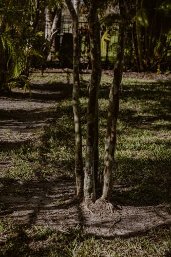 crape-myrtle-Apollo-Beach-Fl