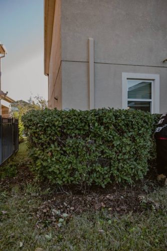 hedge-trimming-Apollo-Beach-Fl-1