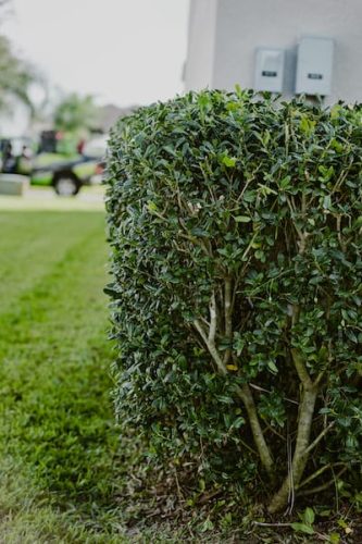 lawn-services-riverview-fl-more-0I4A1347