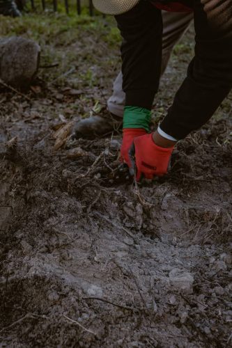 root-removal-Apollo-Beach-Fl