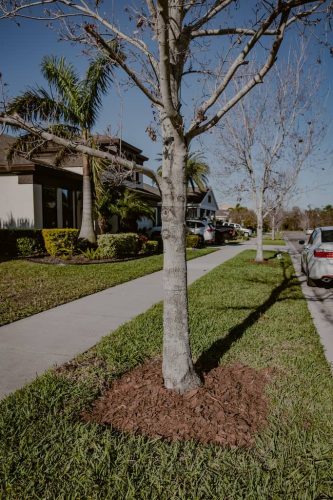 spring-mulch-install-Apollo-Beach-Fl