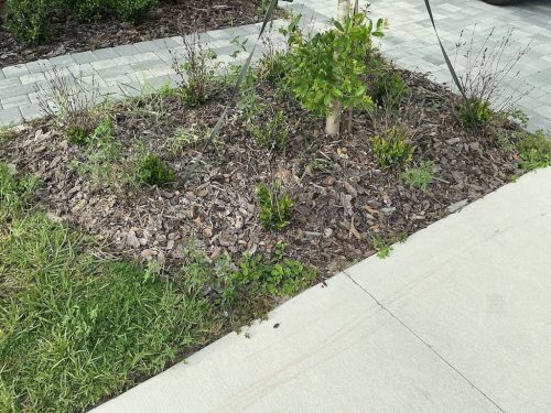 Lawn-Services-Brandon-FL-1026