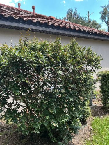 Lawn-Services-Brandon-FL-1032