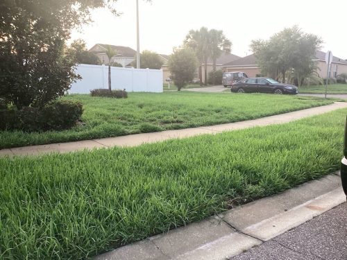Lawn-Services-Brandon-FL-1062