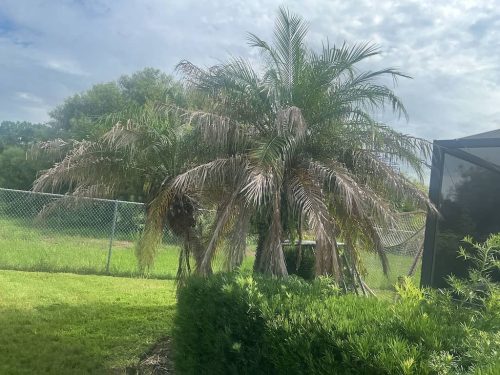 Lawn-Services-Brandon-FL-1075