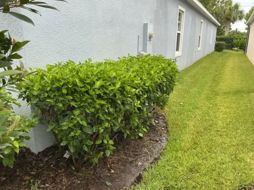 Lawn-Services-Brandon-FL-9-8-26-113