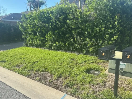 Lawn-Services-Brandon-FL-9-8-26-6