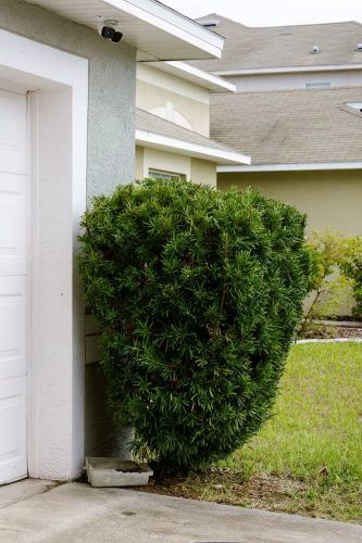 clean-trim-riverview-fl