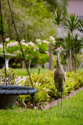 nature-brandon-fl (1)