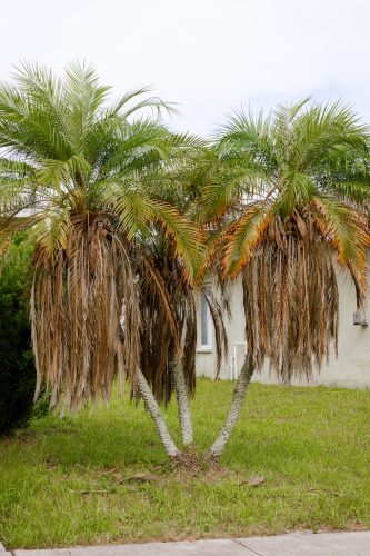 overgrown-robellinis-riverview-fl