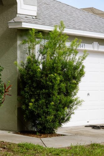 podocarpus-shrub-trimming-riverview-fl