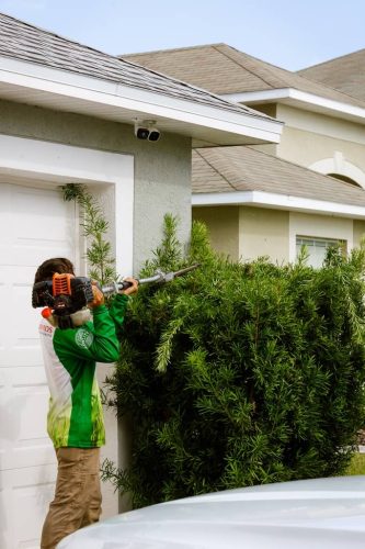 podocarpus-trimming-riverview-fl