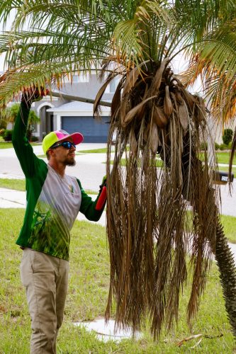 robellini-trimming-riverview-fl