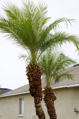 robellini-trimming-riverview-fl (1)