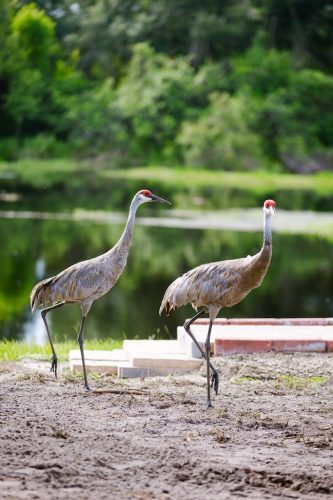 sandhill-crane-Riverview-Fl