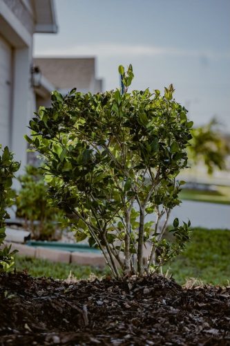 shrub-removal-Riverview-Fl