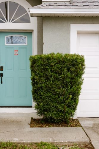 trimmed-podocarpus-shrub-riverview-fl