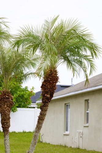 trimmed-robellinos-riverview-fl