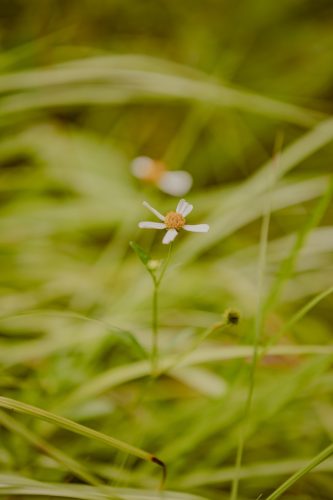 wild-flower-riverview-fl